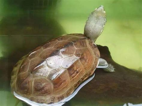 烏龜不上岸|常見家養小烏龜—中華草龜飼養方法，新手必知！